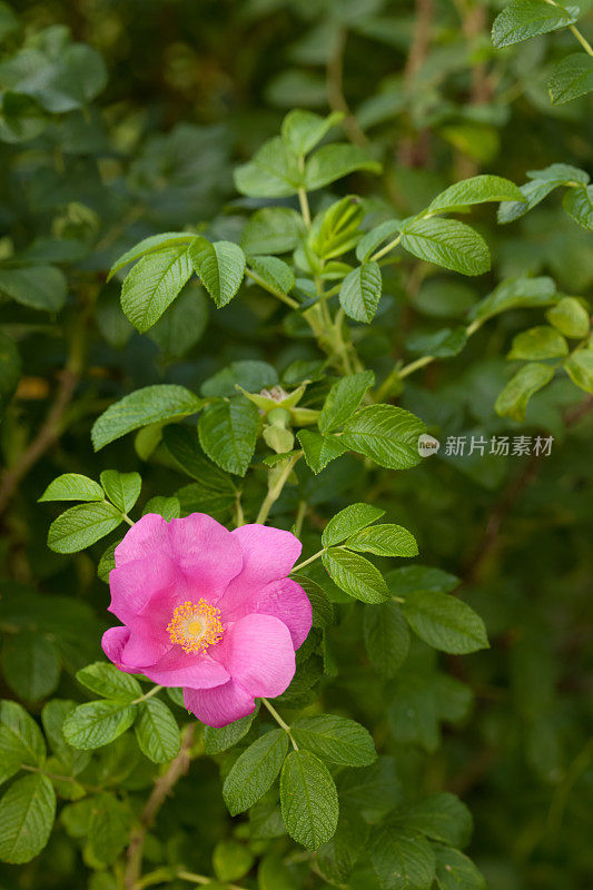 Sweetbriar 玫瑰 (Rosa rubiginosa)